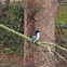 Eurasian Magpie(Pêga rabuda)