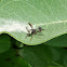 Thick-headed Fly