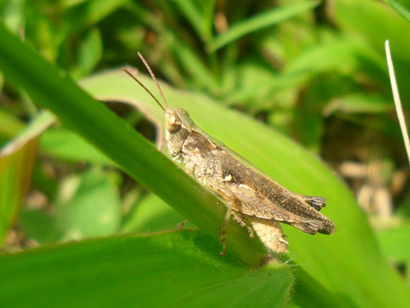 Spotting Image 1