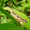 Cricket