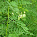 Crotalaria pallida