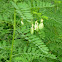 Crotalaria pallida