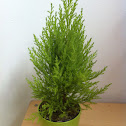 Monterey cypress