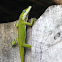 Carolina Anole