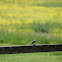 Mocking Bird