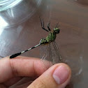Dragonfly