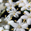 American Elderberry
