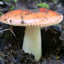Rusula