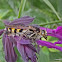 Yellow Hairy Flower Wasp
