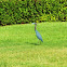 Little Blue Heron