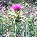 Thistle