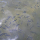 Pen fish