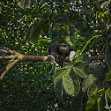 Black Vulture or Chulo
