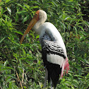 Painted Stork