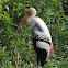 Painted Stork