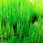 Flame Moss or hornwort ?