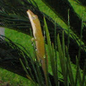 Green Anole
