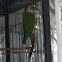 Green-cheeked Parakeet