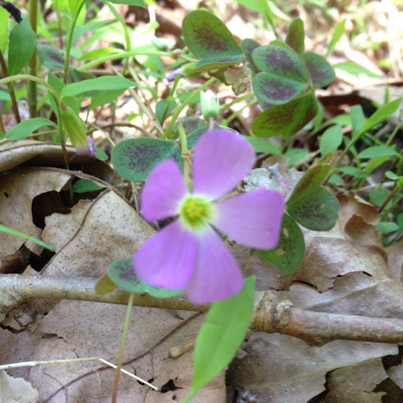 Spotting Image 1