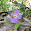 Violet Wood Sorrel