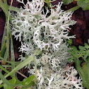 Foliose Lichen