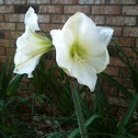 Amaryllis