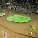 Amazon Water Lily