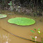 Amazon Water Lily