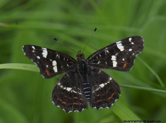 Spotting Image 1
