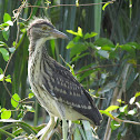 Black crowned Night Heron