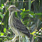 Black crowned Night Heron