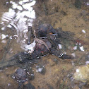 Dusty-gilled Mudskipper