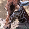 Reticulated Giraffe