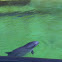 Harbour porpoise