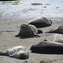 Northern Elephant Seal