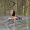 Pochard; Porrón Común