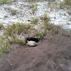 Gopher tortoise