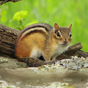 Eastern Chipmunk