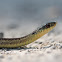 Eastern Garter Snake