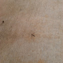 Mosquito hawk