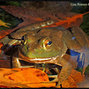 American bullfrogs
