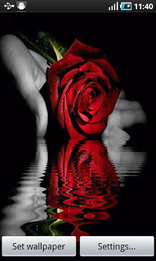 Red Rose