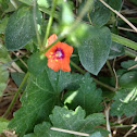 Scarlet Pimpernel
