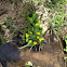 Marsh Marigold