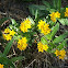 hairy puccoon