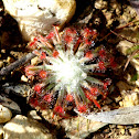Wooly Sundew