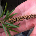 Callistemon