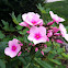 Phlox