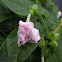 Flowering tobacco