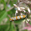 spotted webworm moth